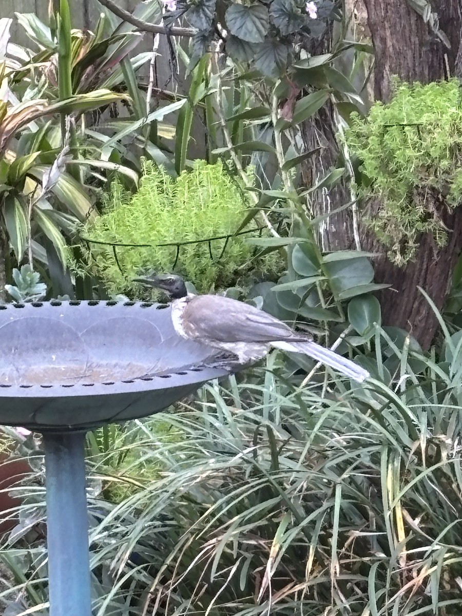 Noisy Friarbird - ML641847492