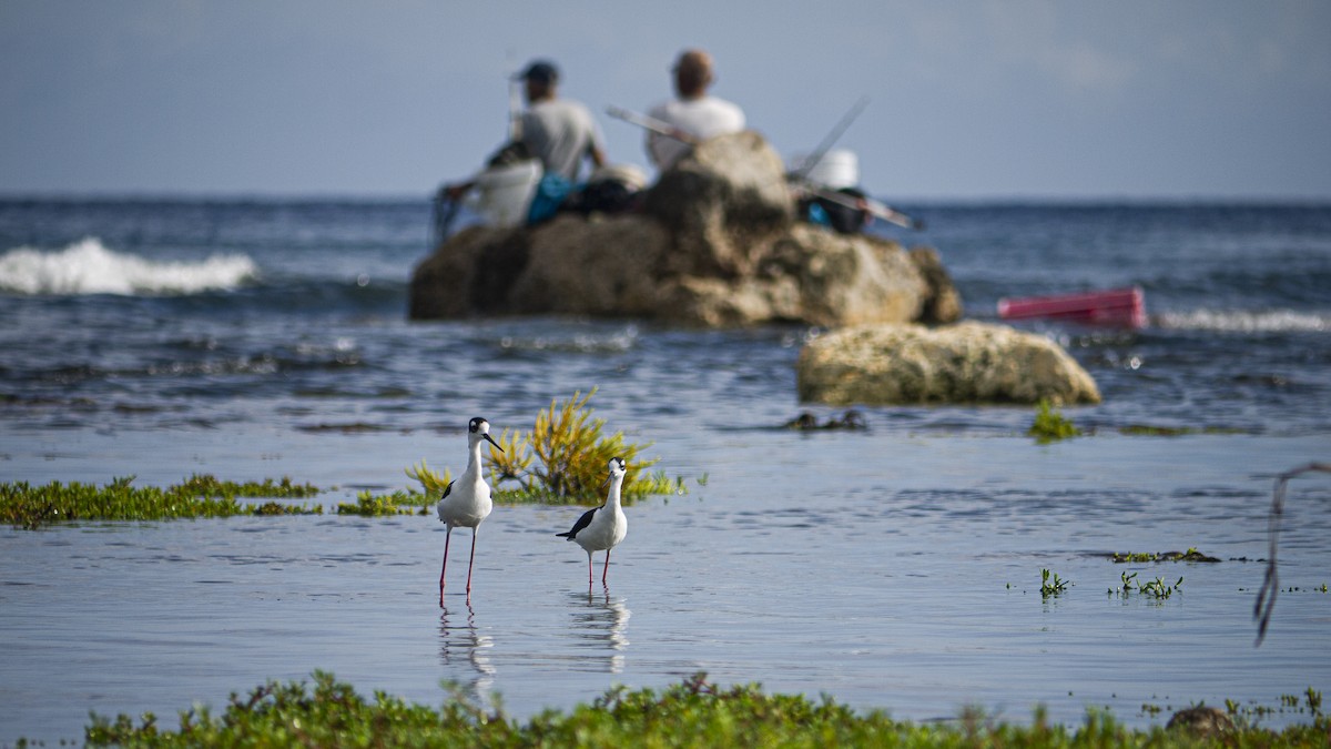 Black-necked Stilt - ML641847499