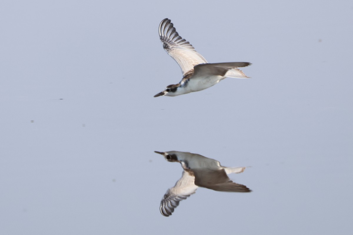 Black Tern - ML641847506