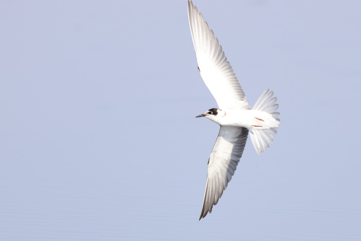 Black Tern - ML641847512