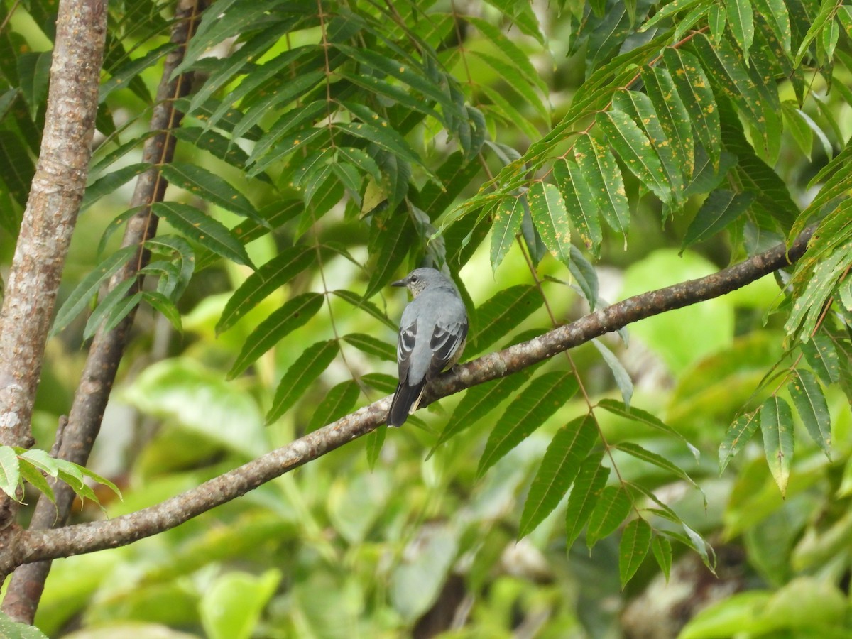 Sulawesi Cicadabird - ML641847517