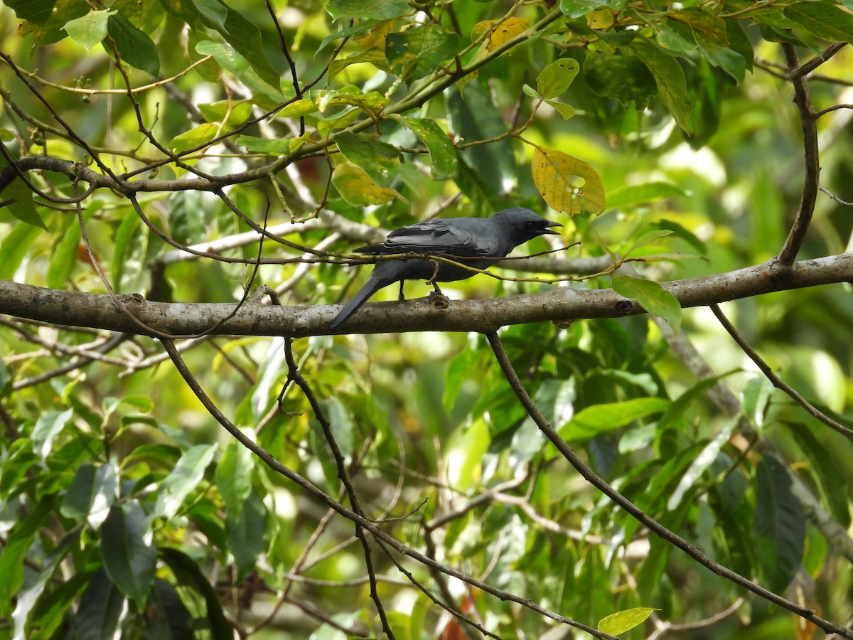 Sulawesi Cicadabird - ML641847518