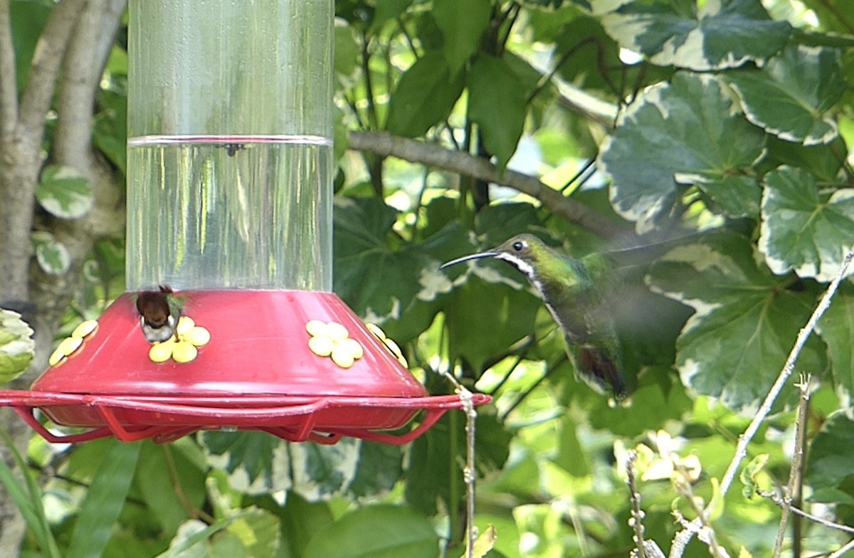 Black-throated Mango - ML641847523