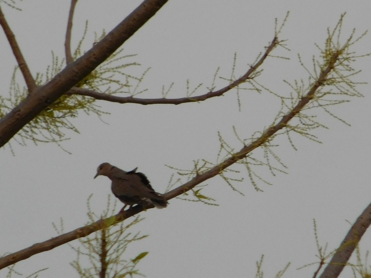 Sunda Collared-Dove - ML641847534