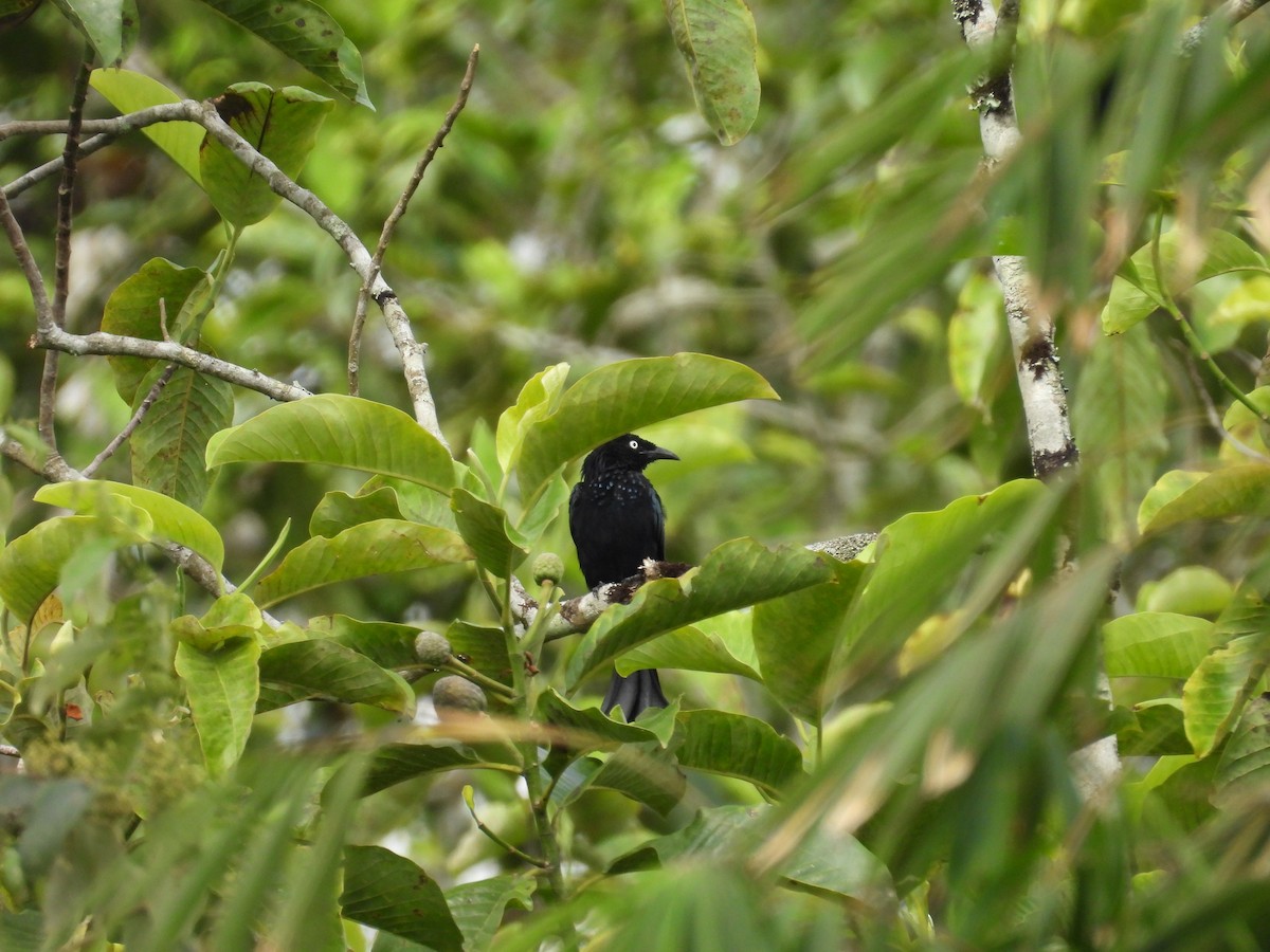 髮冠卷尾(leucops/banggaiensis) - ML641847535