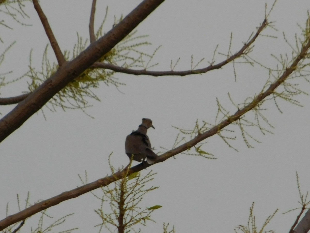 Sunda Collared-Dove - ML641847537