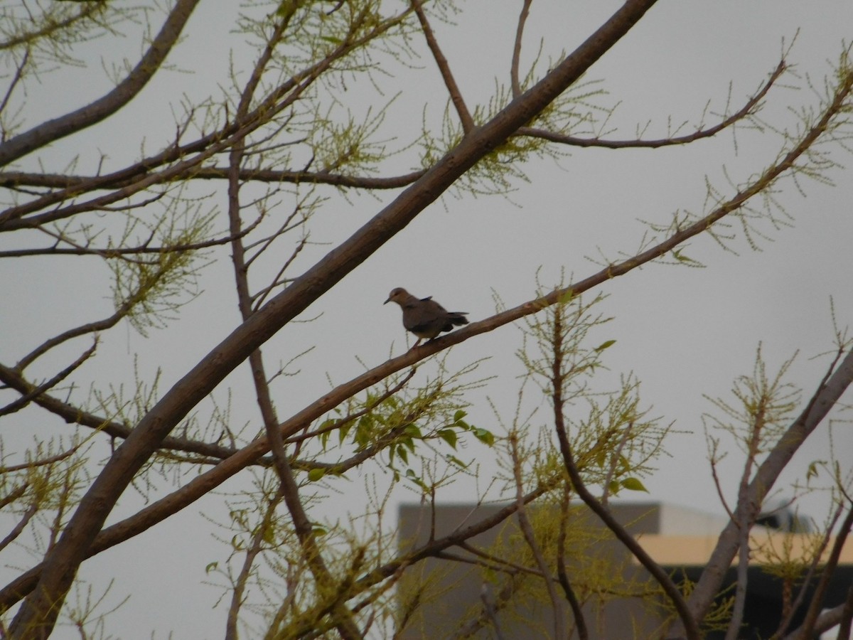 Sunda Collared-Dove - ML641847538