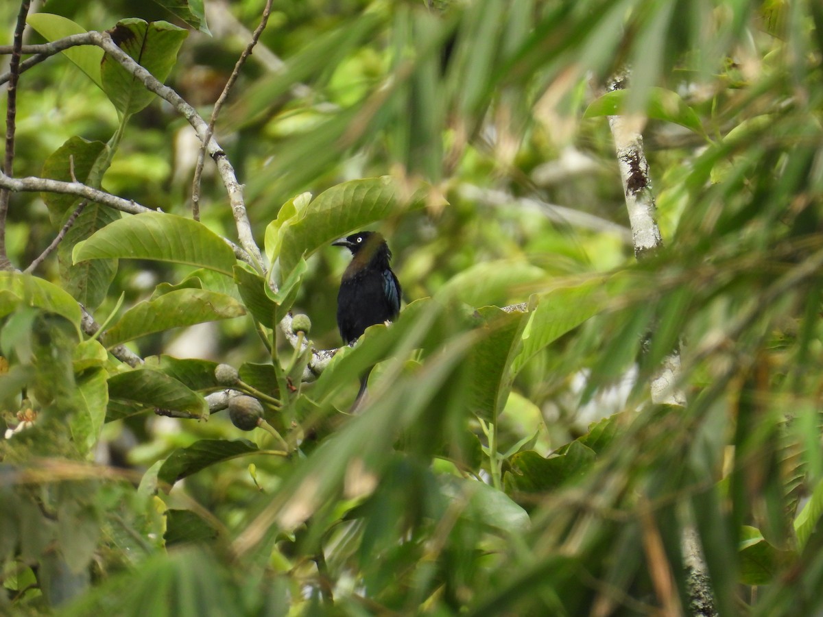 髮冠卷尾(leucops/banggaiensis) - ML641847539
