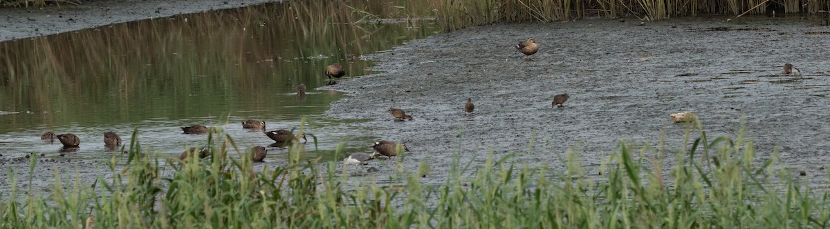 Eastern Spot-billed Duck - ML641847541