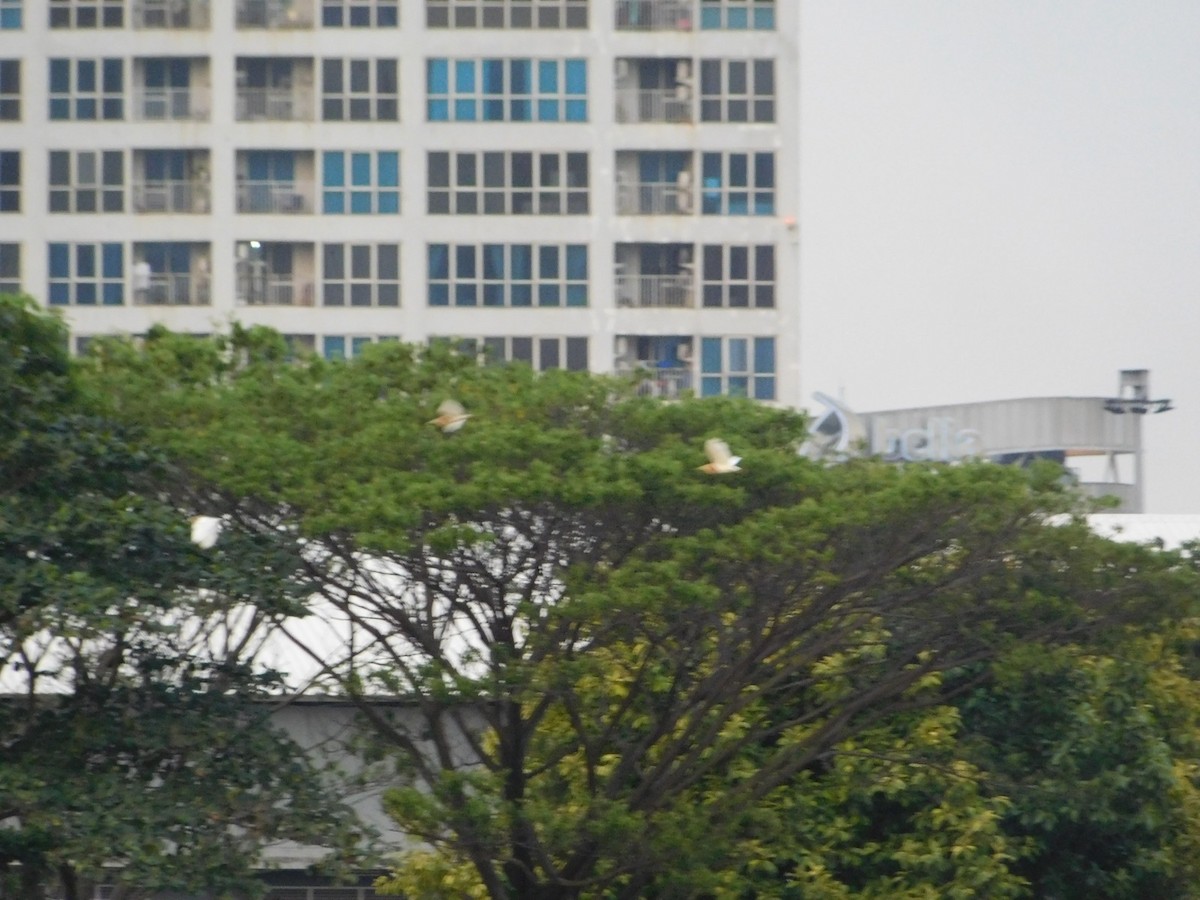 Javan Pond-Heron - ML641847554