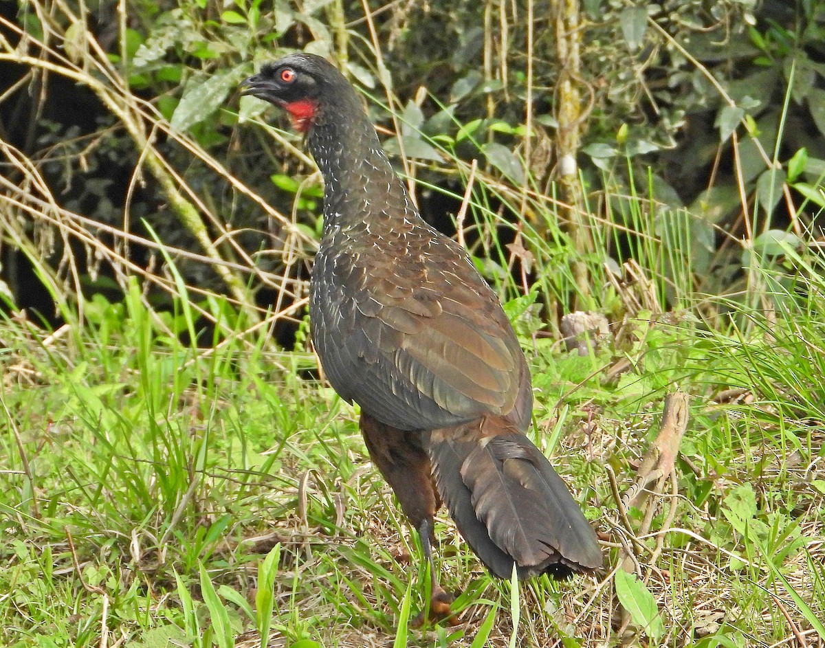 Kara Ayaklı Guan - ML641847564