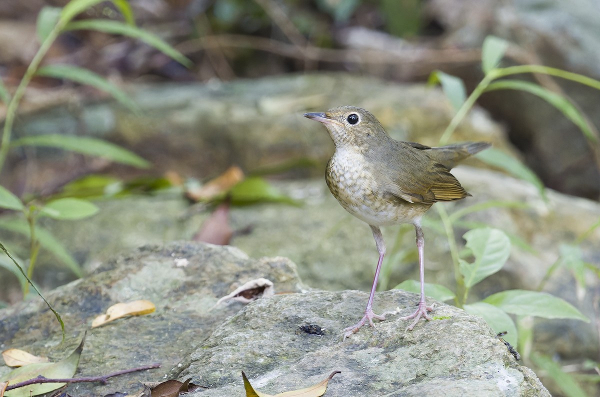 Siberian Blue Robin - ML641847566