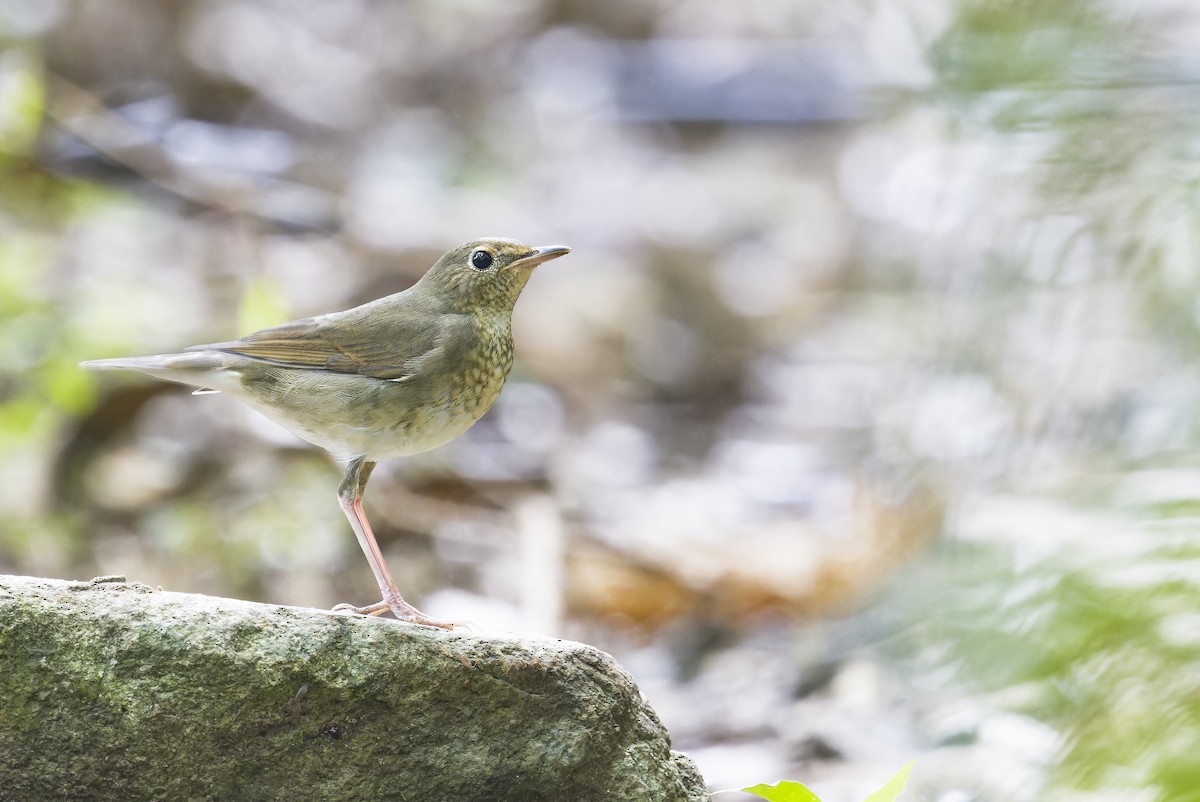 Siberian Blue Robin - ML641847568