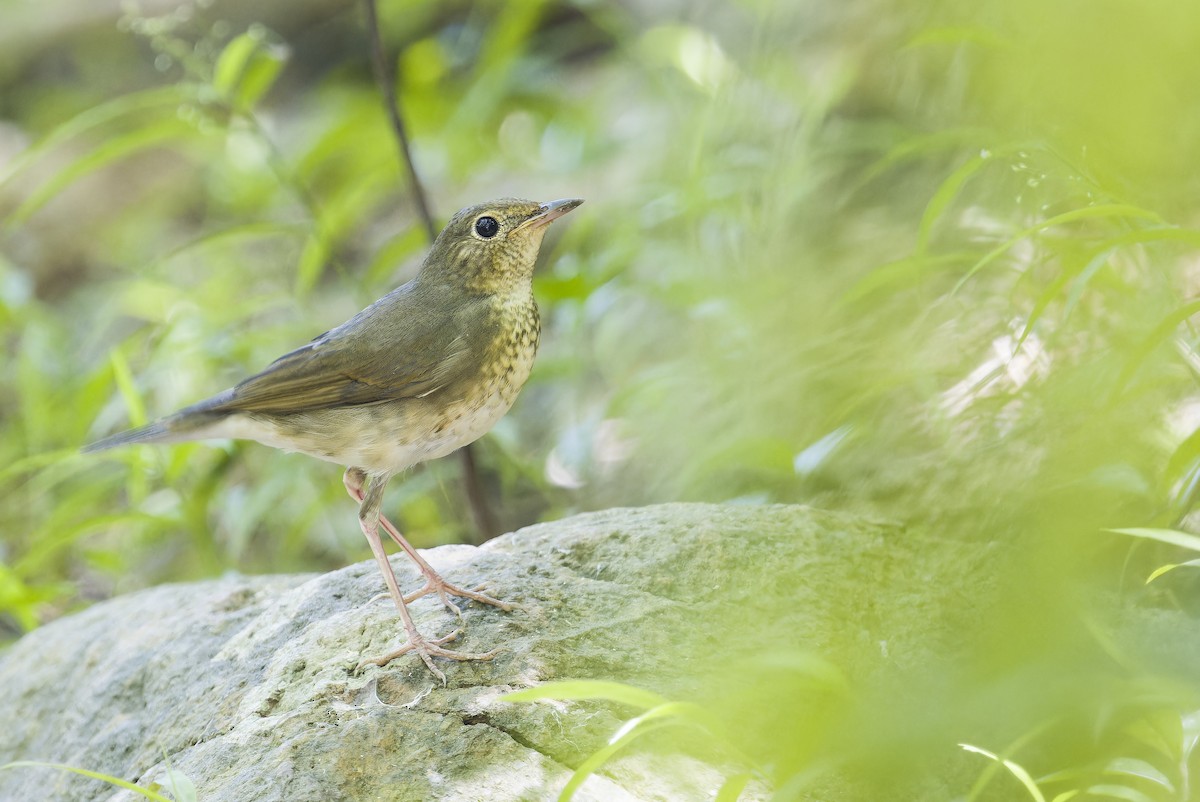 Siberian Blue Robin - ML641847569