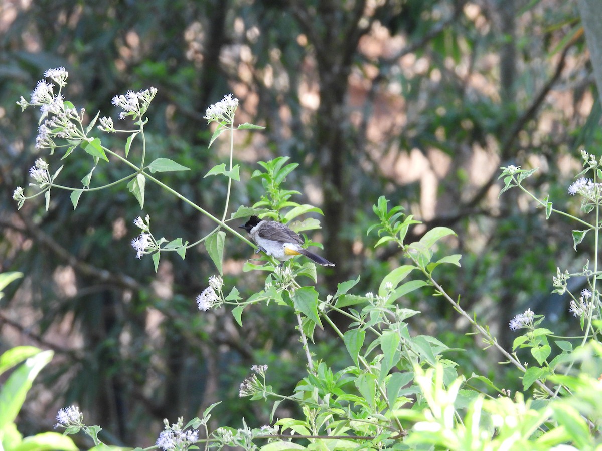 Sooty-headed Bulbul - ML641847574
