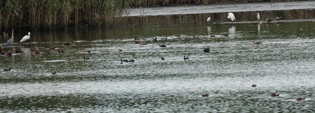 Eastern Spot-billed Duck - ML641847575