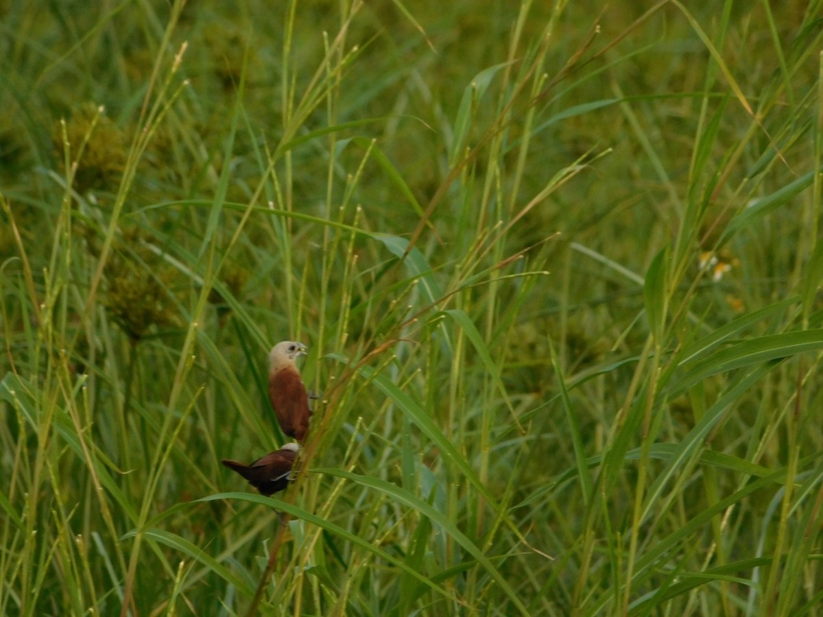 White-headed Munia - ML641847580