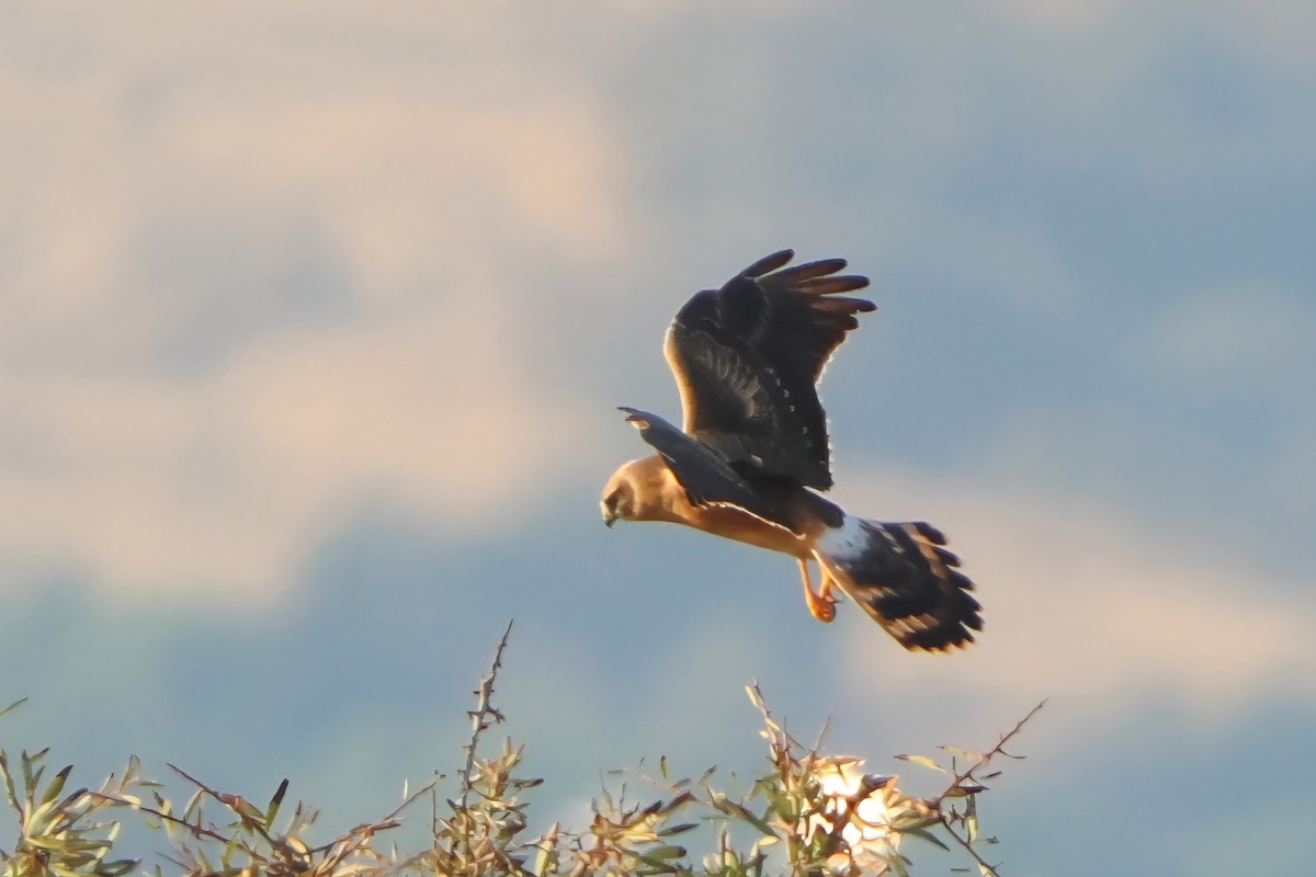 Aguilucho Papialbo - ML641847586