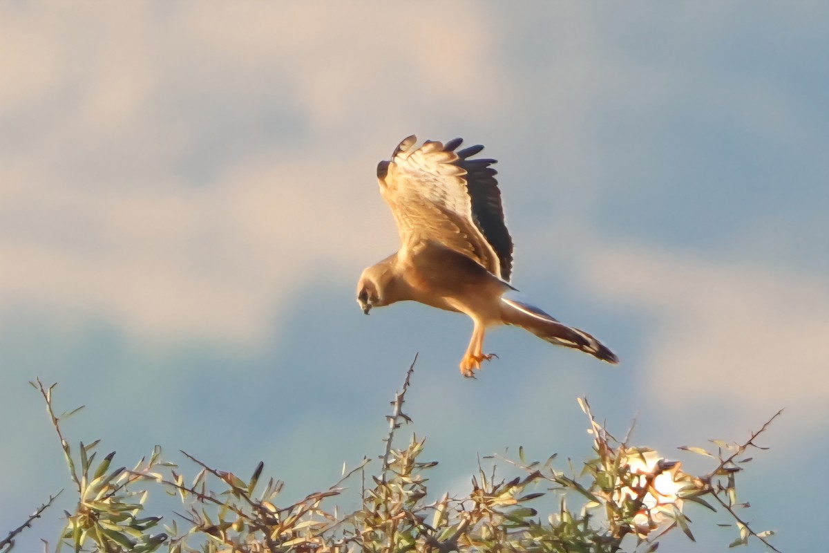 Aguilucho Papialbo - ML641847587