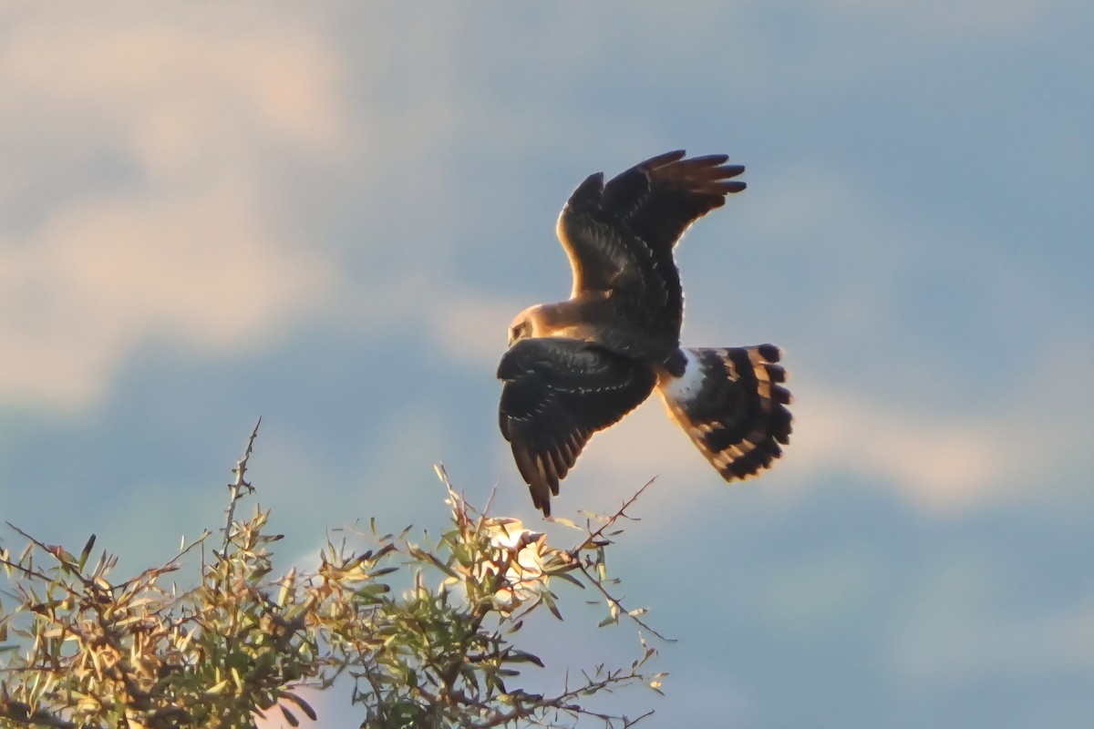 Aguilucho Papialbo - ML641847588