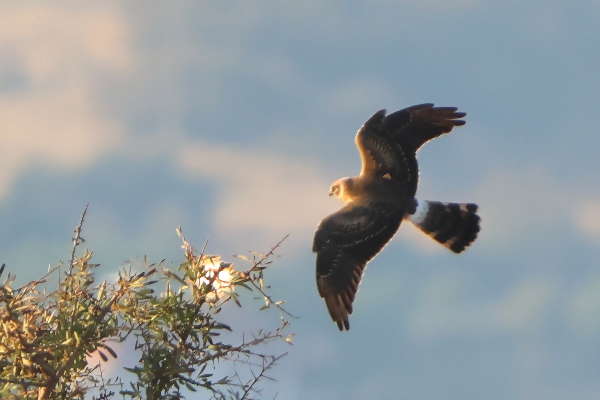 Aguilucho Papialbo - ML641847589