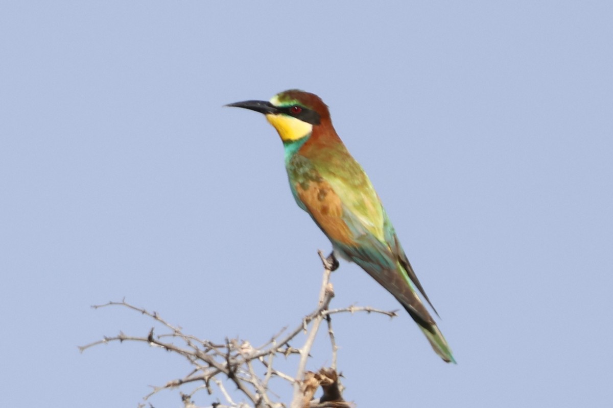 European Bee-eater - ML641847620