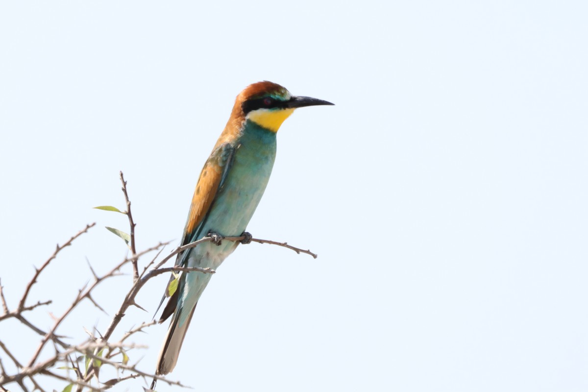 European Bee-eater - ML641847621
