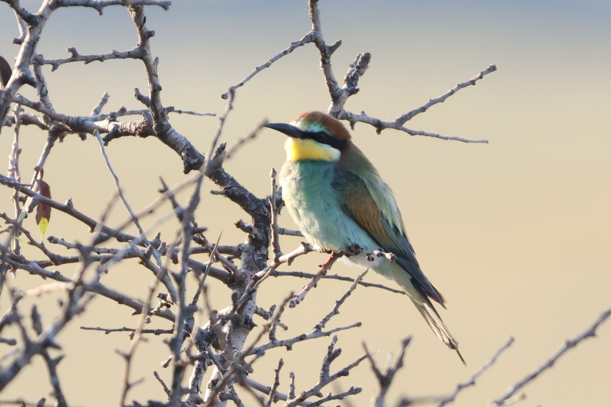 European Bee-eater - ML641847622