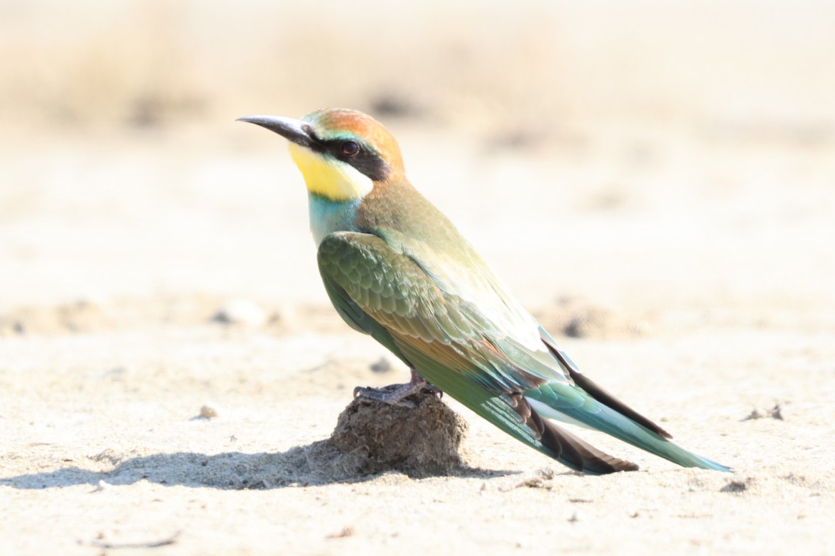 European Bee-eater - ML641847623