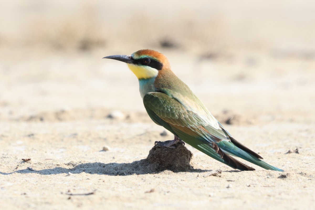 European Bee-eater - ML641847625