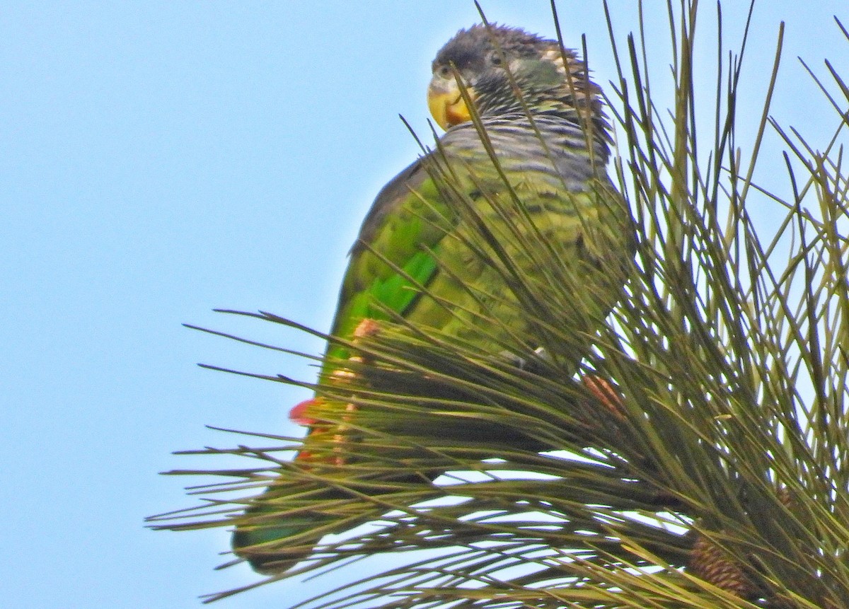 Scaly-headed Parrot - ML641847628