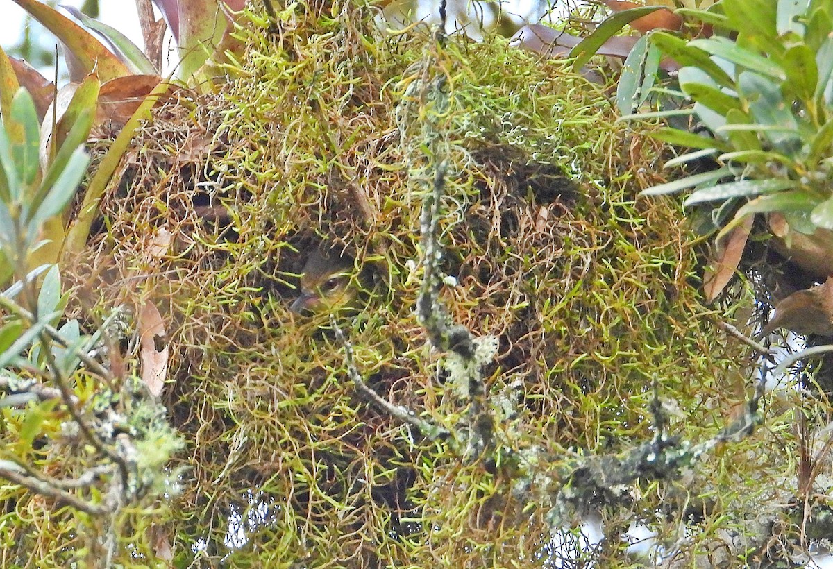 Olive Spinetail - ML641847648