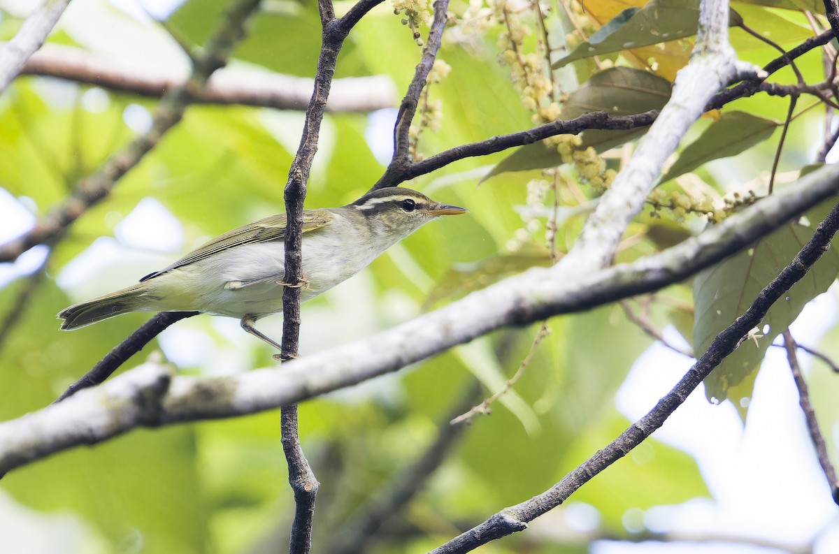 Eastern Crowned Warbler - ML641847651