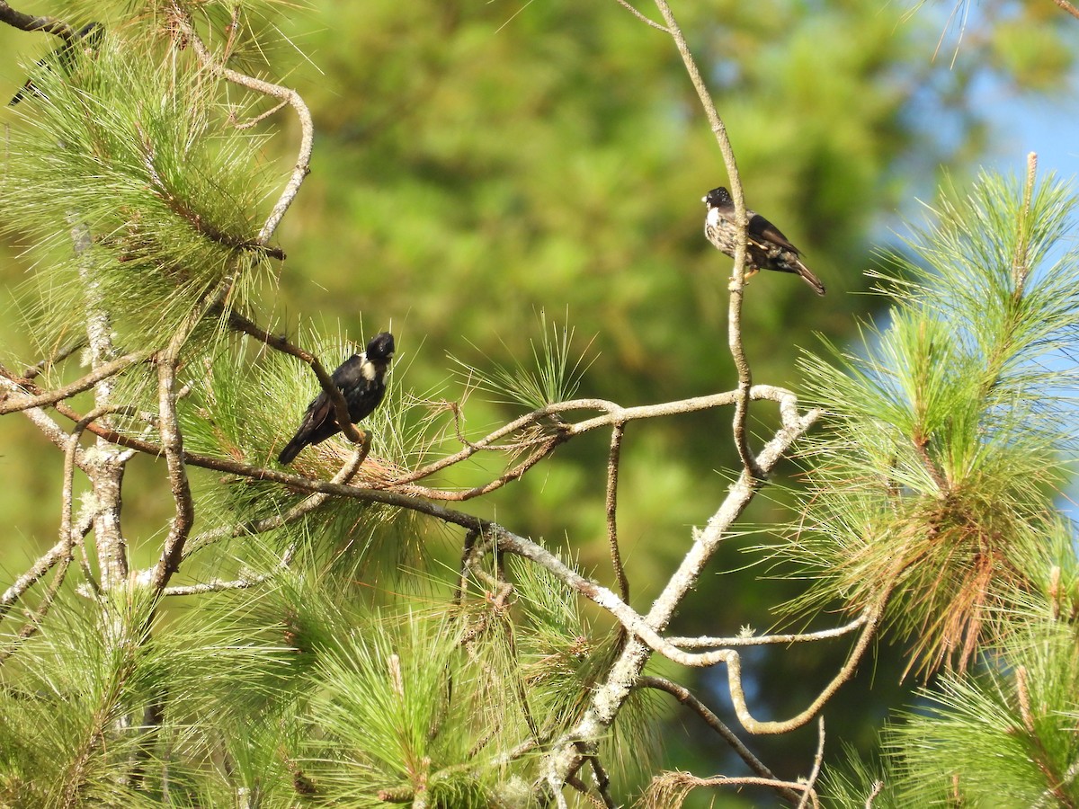 White-necked Myna - ML641847663