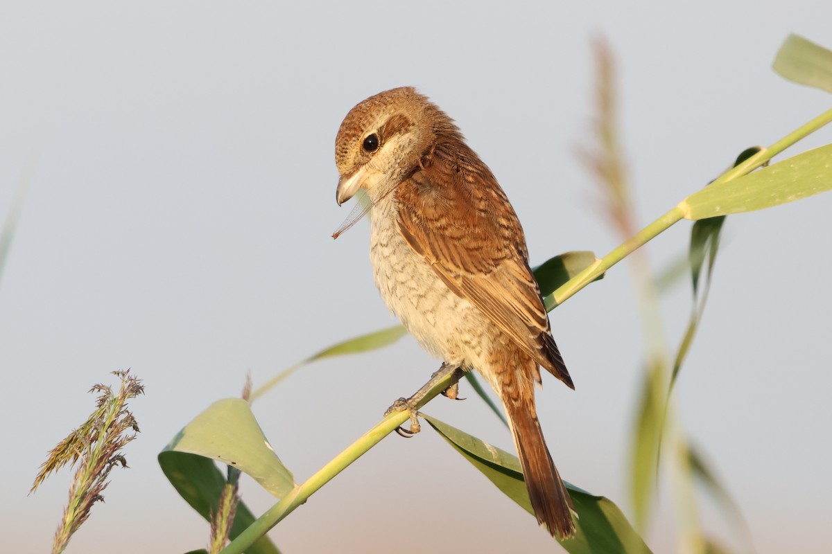 Red-backed Shrike - ML641847670