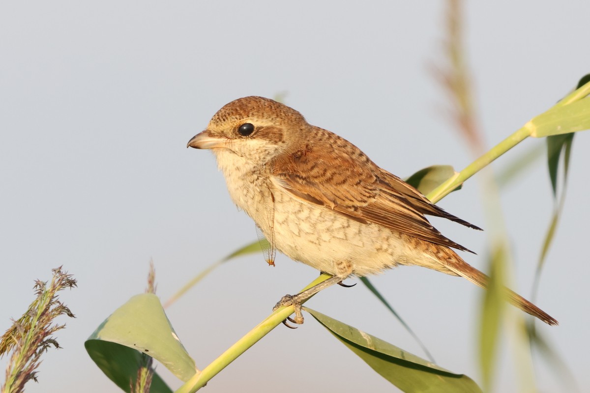 Red-backed Shrike - ML641847689