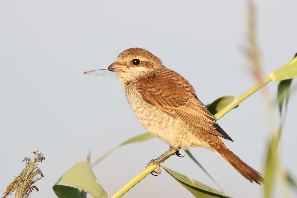 Red-backed Shrike - ML641847690