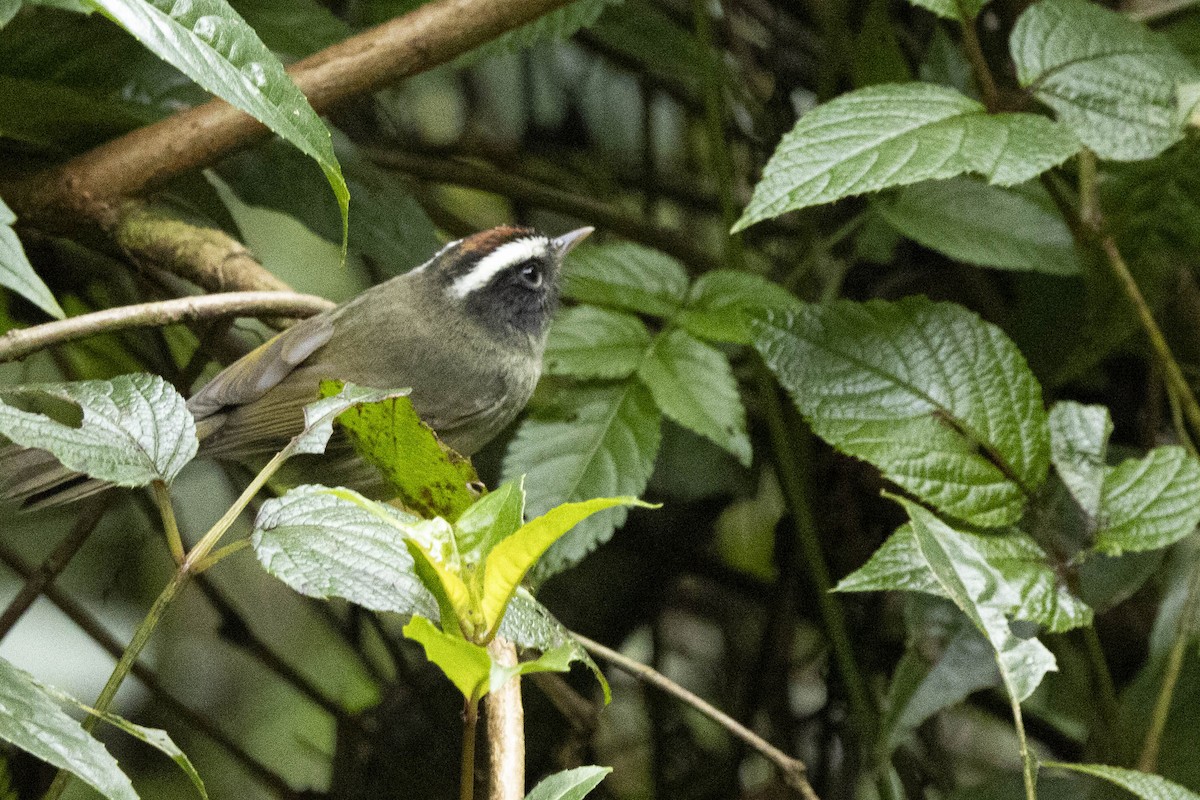 Black-cheeked Warbler - ML641847693