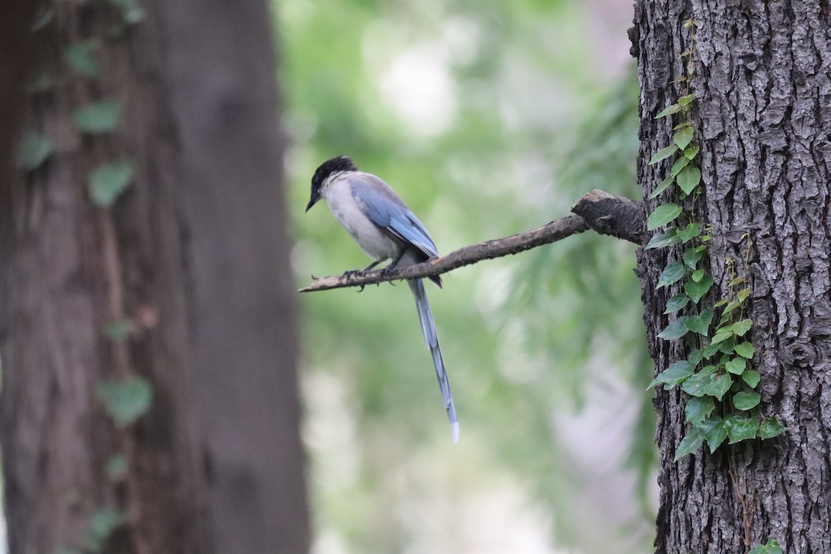 Azure-winged Magpie - ML641847700