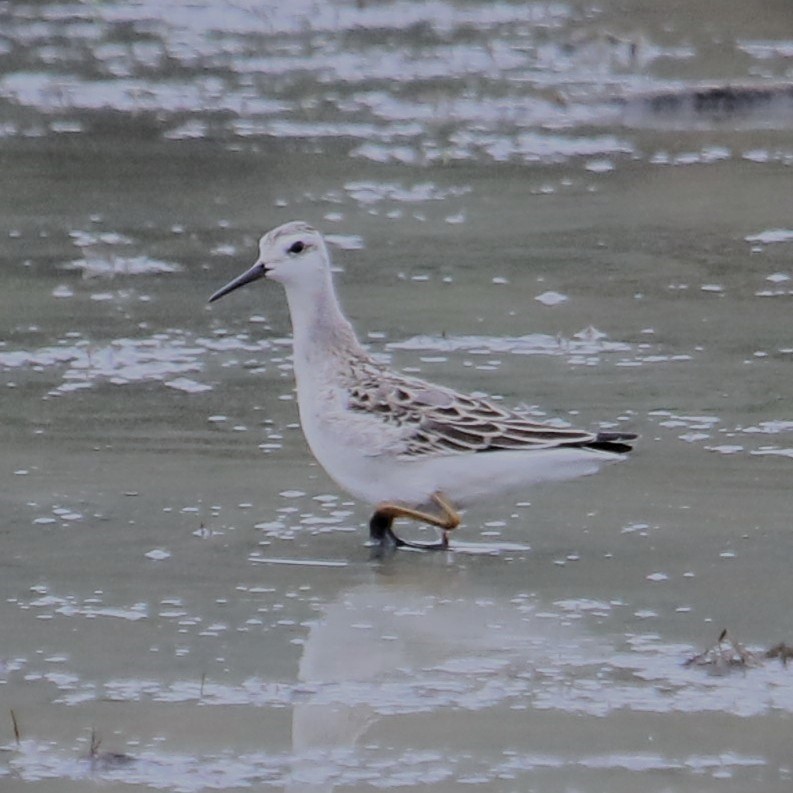 Wilson's Phalarope - ML641847701