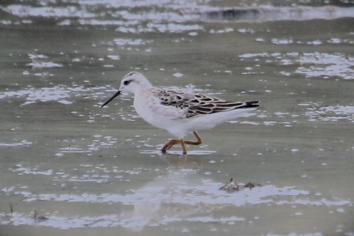 Wilson's Phalarope - ML641847702