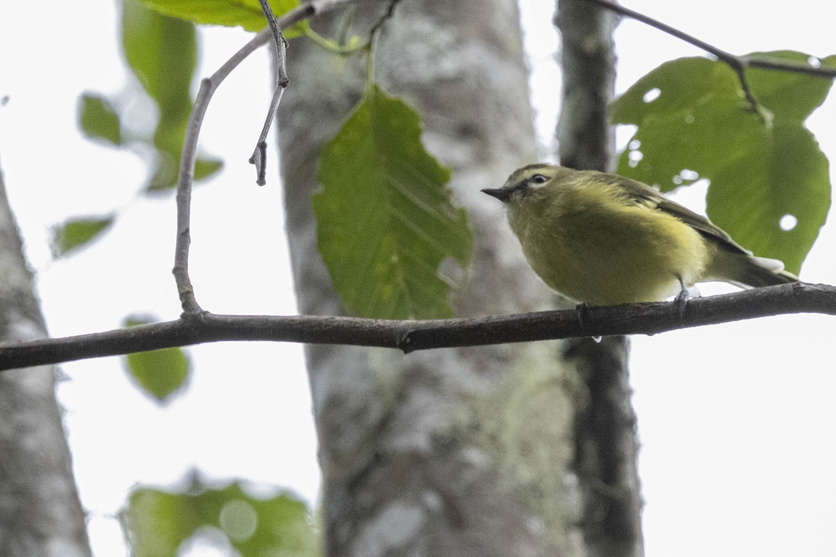 Yellow-winged Vireo - ML641847709