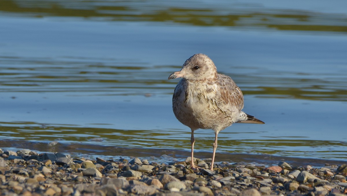 American Herring Gull - ML641847711