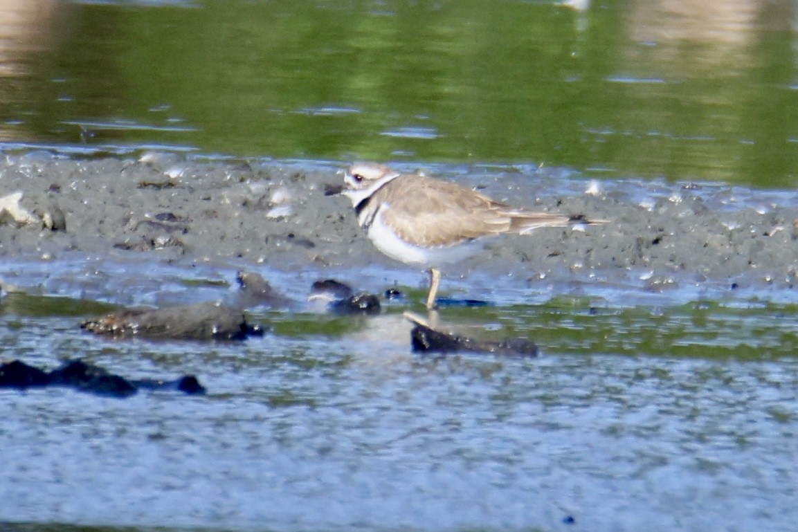 Killdeer - ML641847716