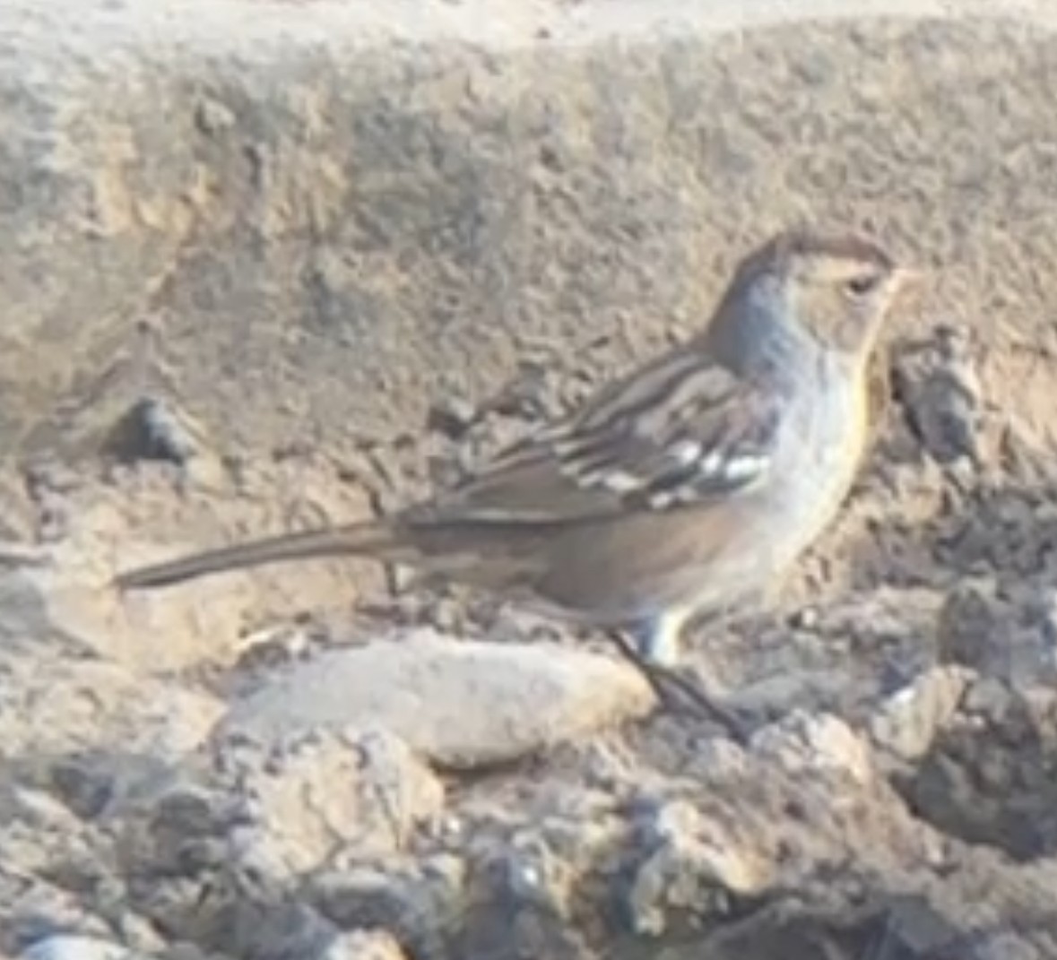 White-crowned Sparrow - ML641847720