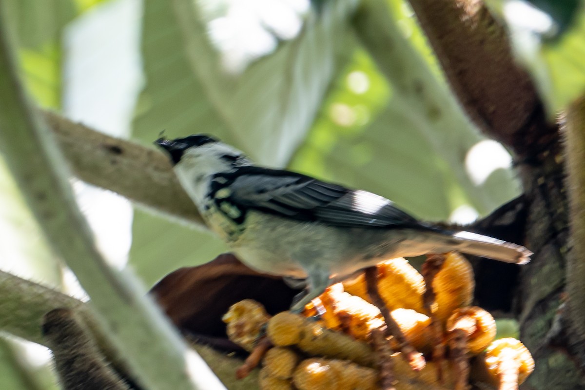 Gray-and-gold Tanager - ML641847724