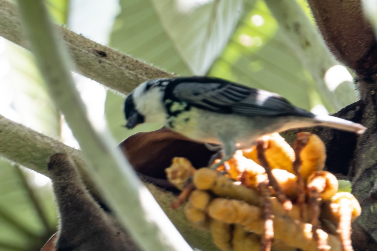 Gray-and-gold Tanager - ML641847725