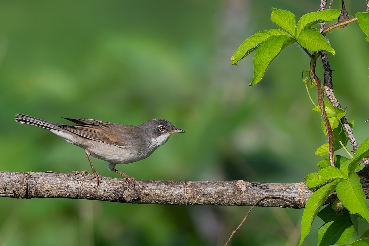 Greater Whitethroat - ML641847749