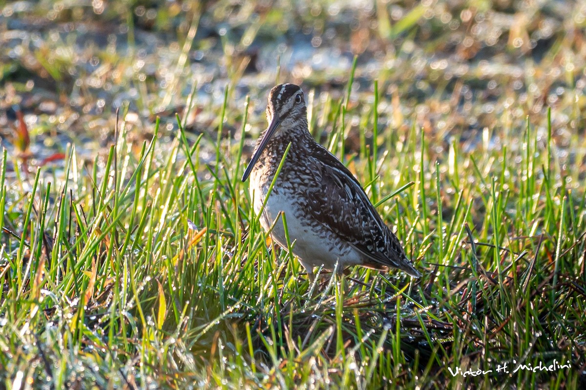 Pantanal Snipe - ML641847756