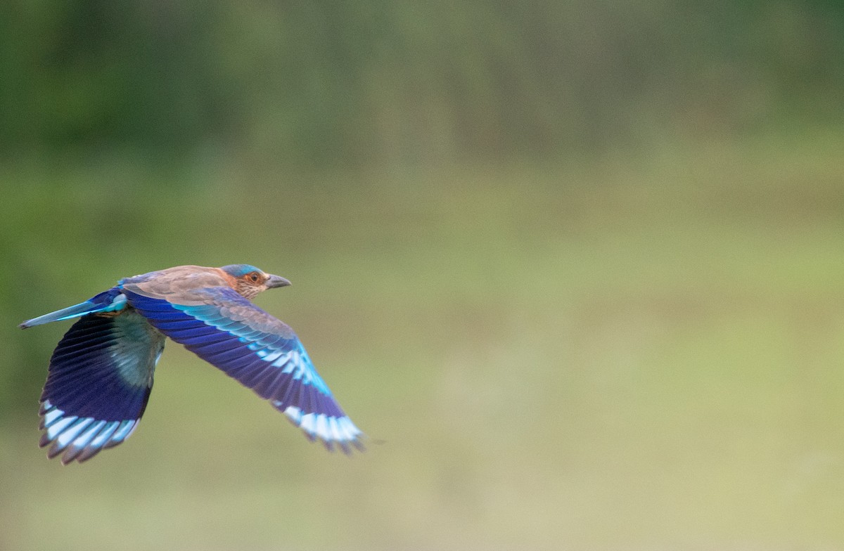 Indian Roller - ML641847757